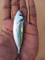 Decapterus russelli