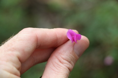 Tephrosia rufula