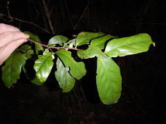 Schistocarpaea johnsonii