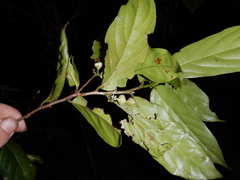 Schistocarpaea johnsonii