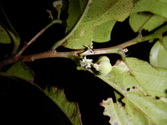 Schistocarpaea johnsonii