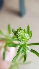 Galium aparine