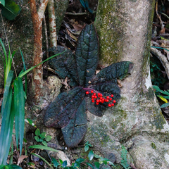 Ardisia primulifolia