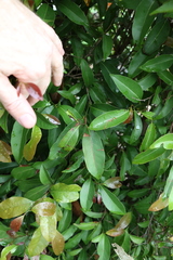 Cryptocarya sclerophylla