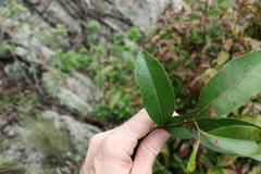 Cryptocarya sclerophylla