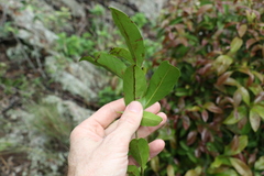 Cryptocarya sclerophylla
