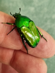 Ischiopsopha wallacei