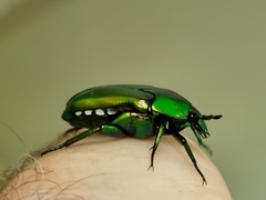 Ischiopsopha wallacei