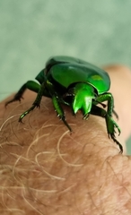 Ischiopsopha wallacei