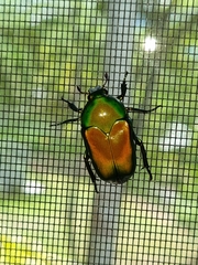 Ischiopsopha wallacei