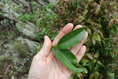 Cryptocarya sclerophylla