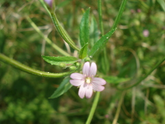 Epilobium pseudorubescens