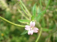 Epilobium pseudorubescens