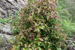 Cryptocarya sclerophylla