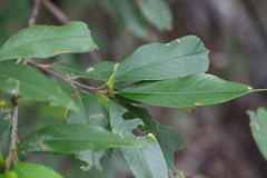 Pomaderris argyrophylla