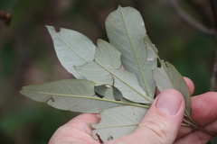 Pomaderris argyrophylla