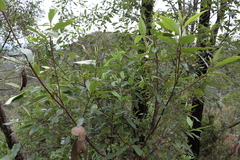 Pomaderris argyrophylla