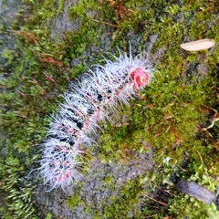 Cricula trifenestrata