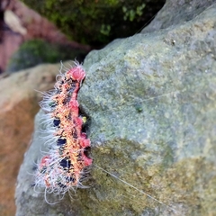 Cricula trifenestrata