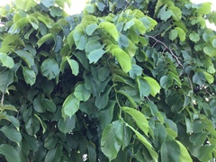 Ulmus glabra camperdownii