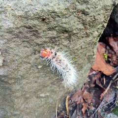 Cricula trifenestrata