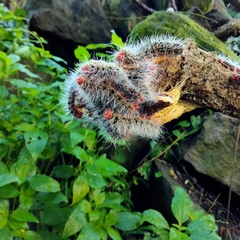 Cricula trifenestrata