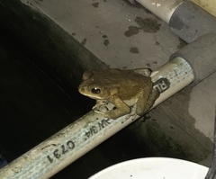 Duttaphrynus melanostictus