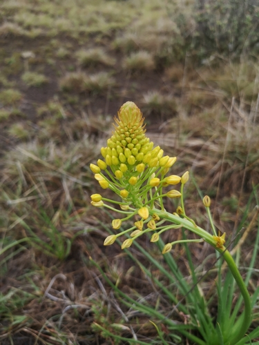 Image of Bulbine abyssinica by (c) Ricus Nel, some rights reserved (CC BY)