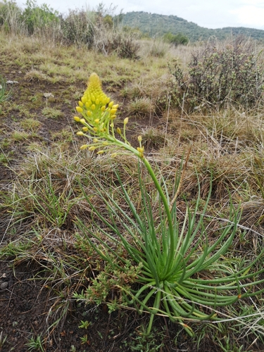 Image of Bulbine abyssinica by (c) Ricus Nel, some rights reserved (CC BY)