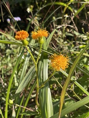 Gynura