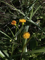 Gynura