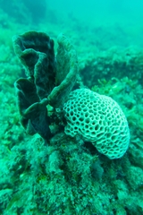 Holopsamma laminaefavosa