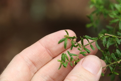 Philotheca difformis smithiana