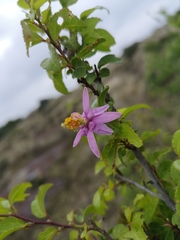 Grewia occidentalis occidentalis