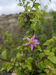 Grewia occidentalis occidentalis