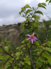 Grewia occidentalis occidentalis