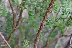 Philotheca difformis smithiana