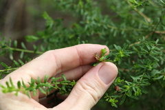 Philotheca difformis smithiana