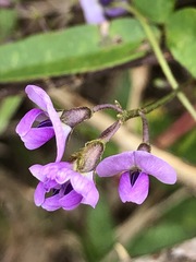 Glycine microphylla