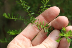 Philotheca difformis smithiana