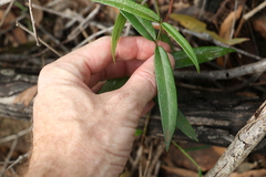 Parsonsia rotata