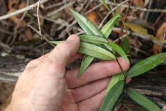 Parsonsia rotata