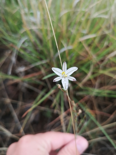 Image of Trachyandra saltii by (c) Ricus Nel, some rights reserved (CC BY)