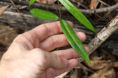 Parsonsia rotata
