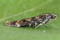 Caryocolum alsinella