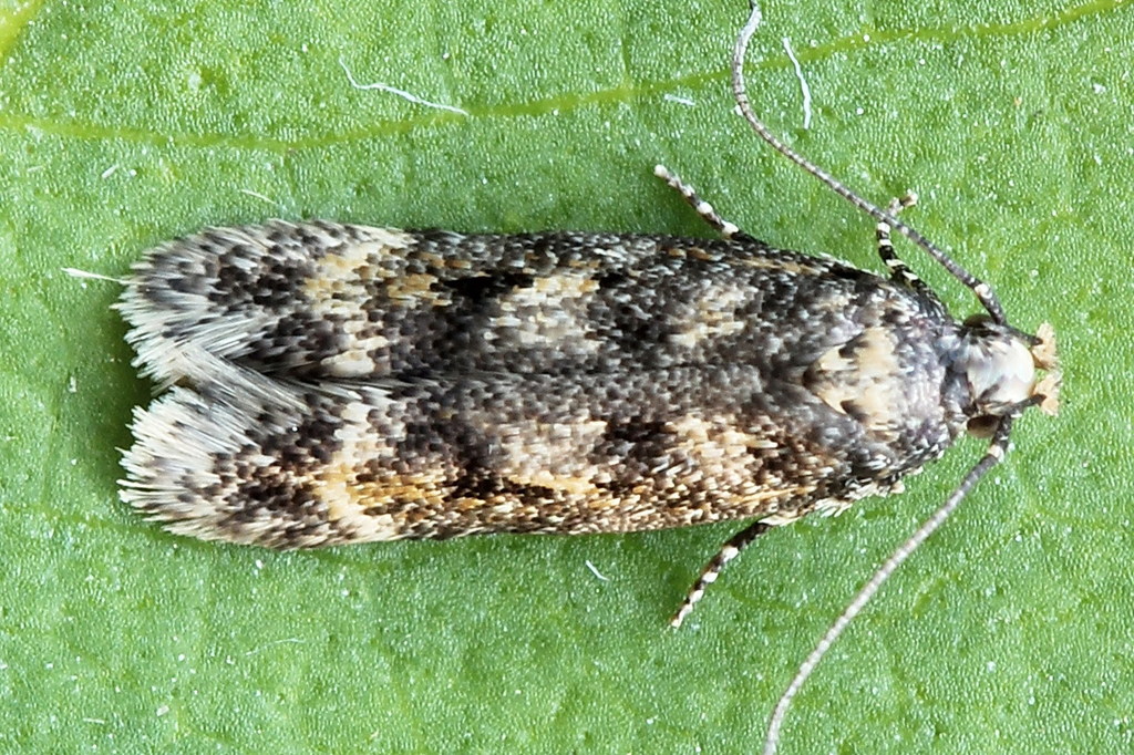 Caryocolum alsinella