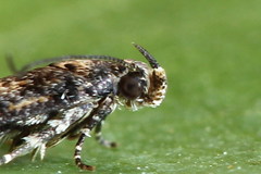 Caryocolum alsinella