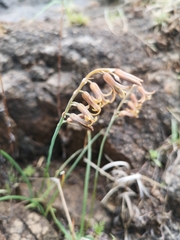 Dipcadi ciliare