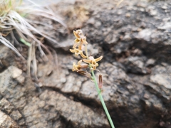 Dipcadi ciliare