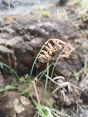 Dipcadi ciliare
